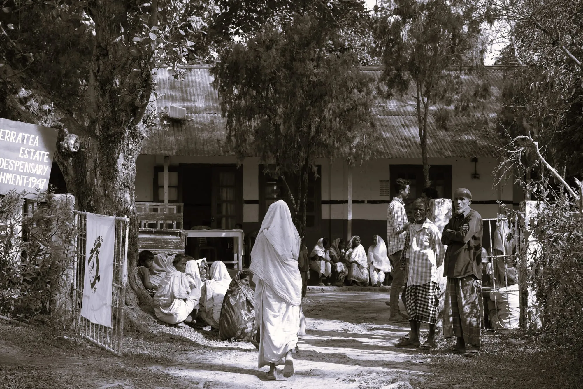 Tea garden field photo 2