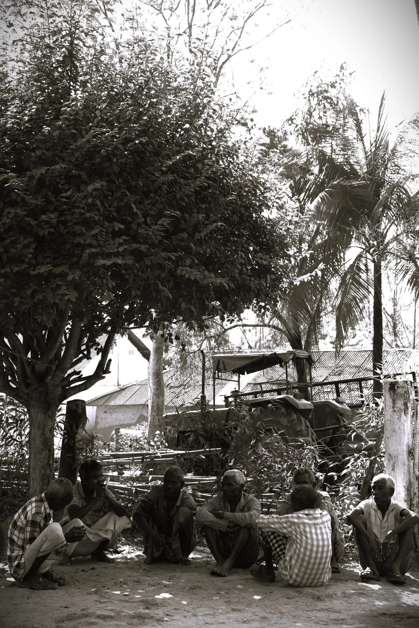 Tea garden field photo 8